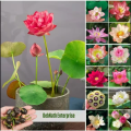 100% Guaranty global best quality (পদ্মফুল)water lily(Lotus) Bonsai seeds -5pcs.