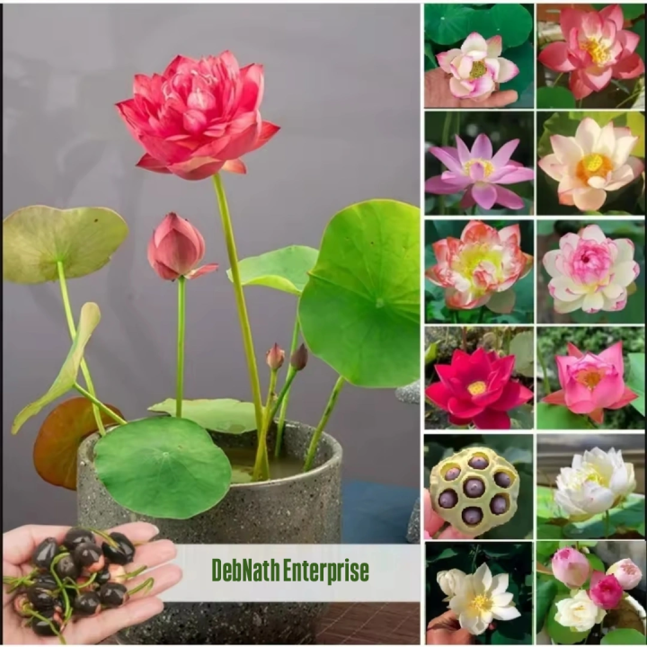 100% Guaranty global best quality (পদ্মফুল)water lily(Lotus) Bonsai seeds -5pcs