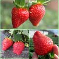 Thai Mixed Strawberry Seeds Combo Strawberry Seeds -30pcs.