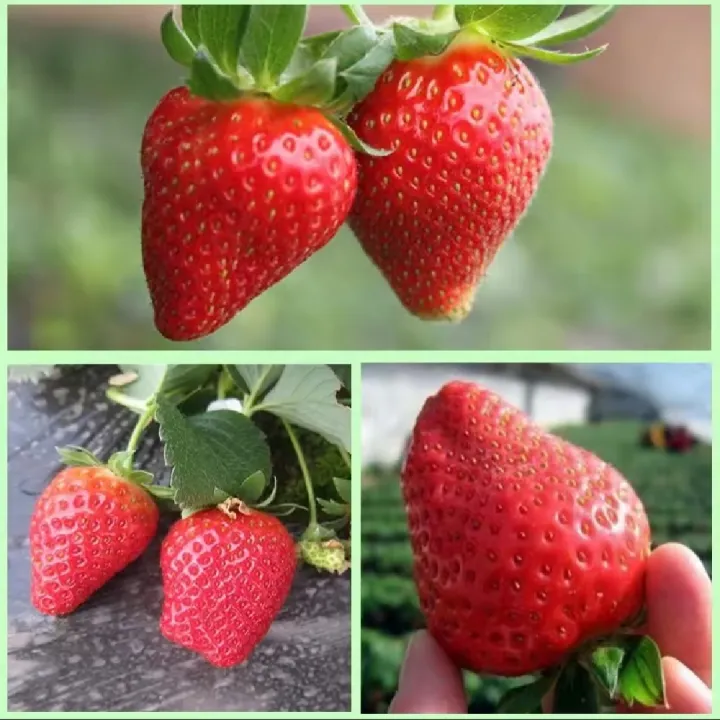 Thai%20Mixed%20Strawberry%20Seeds%20Combo%20Strawberry%20Seeds%20-30pcs%20-%20Image%202