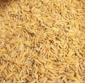 Moonji / white organic Paddy seeds 1 kg for birds or other animals. 