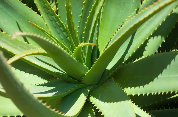 Aloe%20Vera%20powder%20100%20gm%20-%20%E0%A6%8F%E0%A6%B2%E0%A7%8B%E0%A6%AD%E0%A7%87%E0%A6%B0%E0%A6%BE%20%E0%A6%97%E0%A7%81%E0%A7%9C%E0%A6%BE%20/%E0%A6%98%E0%A7%83%E0%A6%A4%E0%A6%95%E0%A7%81%E0%A6%AE%E0%A6%BE%E0%A6%B0%E0%A7%80%20%E0%A6%97%E0%A7%81%E0%A7%9C%E0%A6%BE%20-%20Aloe%20Vera%20Powder%20for%20Hair%20Growth%20and%20Skin%20Care%20-%20Image%204