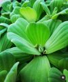 WATER LETTUCE FLOATING AQUARIUM PLANT, PACK OF 5 PLANTS,  
Aquatic Live Plants Online – Freshwater Aquarium Plants for Sale in Pakistan. 