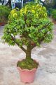 Jadeplant Bonsai. 