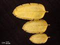 resin leaf tray for table and wall decor. 