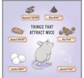 Rat Killer Poison,High Quality Powerful Poison, Rat Killer, Rat And Mouse Killer,Rat And Mice Kills Outside Home. 