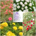 Gul e Dopehri/Dophair Botti/Portulaca /Moss Rose/Fresh 40 Cuttings in 4 Different colors. 