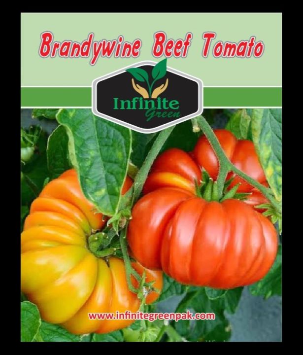 Brandywine Beef Tomato summer Vegatbles seeds 35 Plus seeds