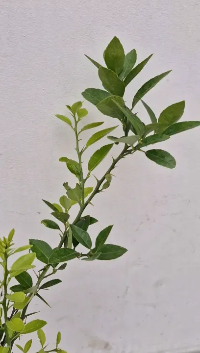Sun Kagati, Lemon Tree, Outdoor Plant | Daraz.com.np