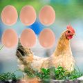 6/12/18/30pcs Hatching Egg Easter Hen Poultry Hatch Breeding Simulation Fake Plastic Artificial Eggs to Help Chickens Lay Eggs. 