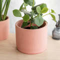Plantable vase with a tray(2 piece combo set)Home and living room decorative.