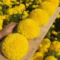 Yellow big Marigold📌Super ball🎯Cheapest 19G.🎯Yellow big marigold seeds 5-50 seeds🎈Easy planting🌼Big round flower. 