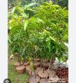 Baro mashi katimon aam gach 1ps shah agro farm garden plants all season katimon mango tree 1ps. 