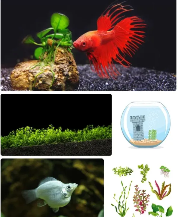 Aqua%20Plant%20Vital%20(Aquarium%20plant%20nutrients%20solution%20/%20Aquarium%20plant%20food)%20-%20Image%203