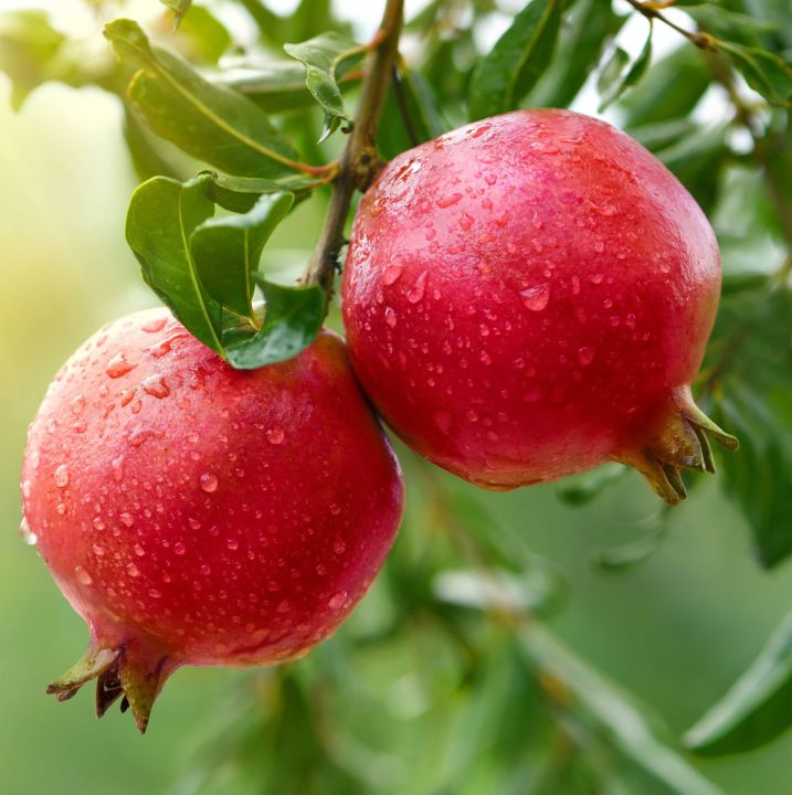 Red%20angel%20pomegranate%20plant%20malaysian%20rathu%20delum%20pala%20-%20Image%202