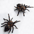 2 Pieces of Simulated Spider Models | Decorative Ornaments | Teaching Props | Birthday Anniversary Party Holiday  | Halloween, , Hanukkah, Easter, Day of the Dead, Winter  | Holiday Atmosphere Decorations. 