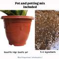 Dwarf Snake Plant live with pot and soil - live indoor plants with pot _ Air purifier plant ( Bird’s nest senseveria ). 
