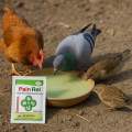 Pain Rel – Fever, Pain & Stress Relieving Powder for Poultry & Livestock | 10x20gm | Origin: Korea. 