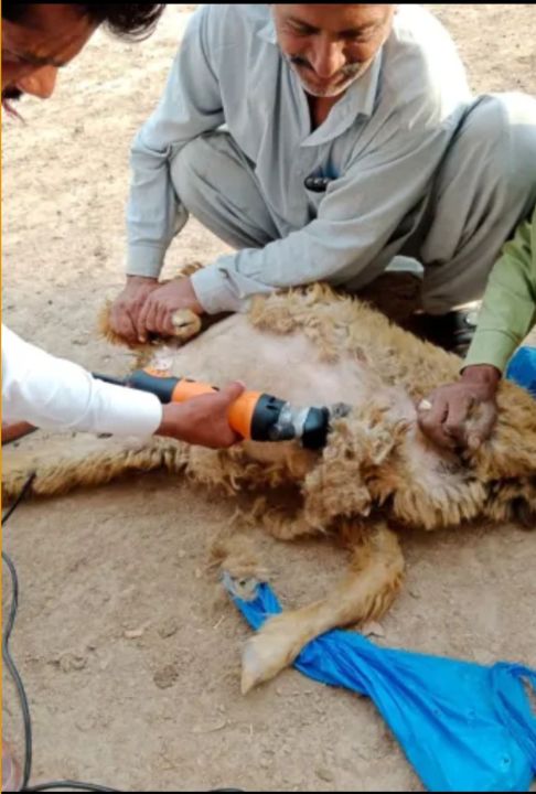 Sheep%20Shears%20Pro%20110V%20500W%20Professional%20Heavy%20Duty%20Electric%20Shearing%20Clippers%20with%206%20Speed,%20for%20Shaving%20Fur%20Wool%20in%20Sheep,%20Goats,%20Cattle,%20Other%20Farm%20Livestock%20Pet,%20with%20Grooming%20Carrying%20Case%20CE%20-%20Image%202