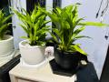 Natural Indoor Lucky bamboo plant pot with tray set/indoor set. 