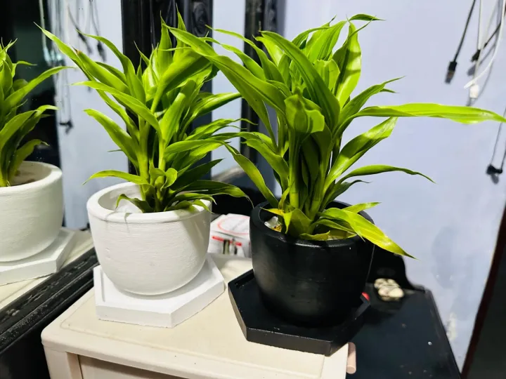 Natural%20Indoor%20Lucky%20bamboo%20plant%20pot%20with%20tray%20set/indoor%20set%20-%20Image%204