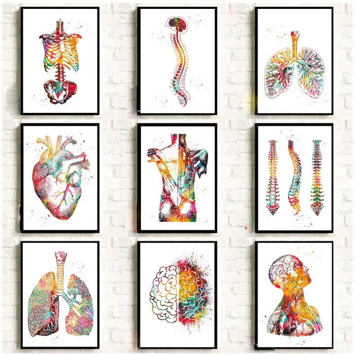 Home Human Anatomy Muscles System Wall Art Canvas Painting Posters And ...