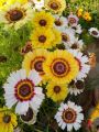 Chrysanthemum Flower Seed (Gul E Dawoodi) winter Flower seed. 