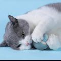 Cat ball toy cat Toy item for cat. 