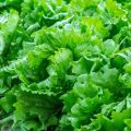 Ice berg lettuce F1 seeds hybrid. 