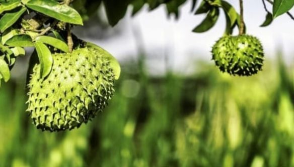 Korosol tree cancer solution green tree