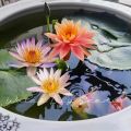 Fast delivery! Mini lotus water lily seeds, mini lotus water lily seeds hydroponic flower seed, flower seed, flower varieties, Japanese dwarf lotus flower, auspicious lotus, dwarf Lotus, air purification plant, cheap color bonsai, beautiful color bonsa.... 