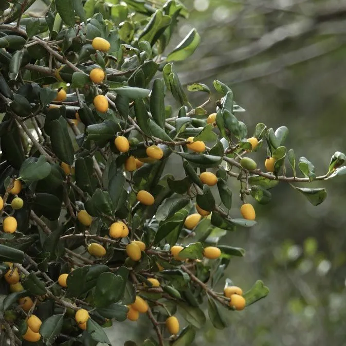 Palu%20seeded%20plant%20manilkara%20hexandra%20ceylon%20iron%20wood%20plant%20-%20Image%205