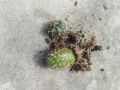 3 different cactus with out pot and media. 