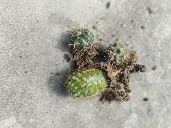 3%20different%20cactus%20with%20out%20pot%20and%20media%20-%20Image%205
