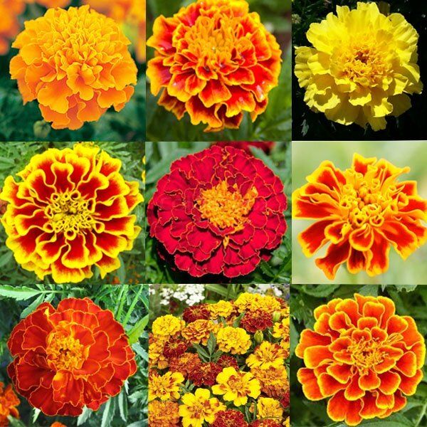 French marigold🎈Assorted Colors🎯The cheapest 10g.🎯10 mixed colors ...