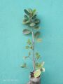 China bot bonsai materials 1 live plant.