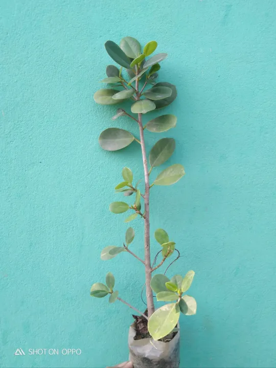 China%20bot%20%20bonsai%20materials%201%20live%20plant%20-%20Image%202