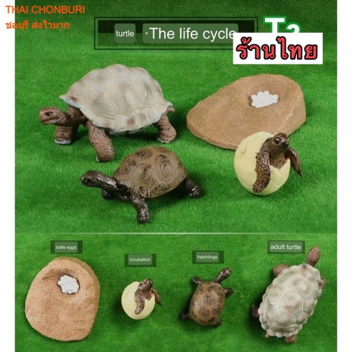 Model%20life%20cycle%20animal%20aquatic%20life%20cycle%20-%20Image%209