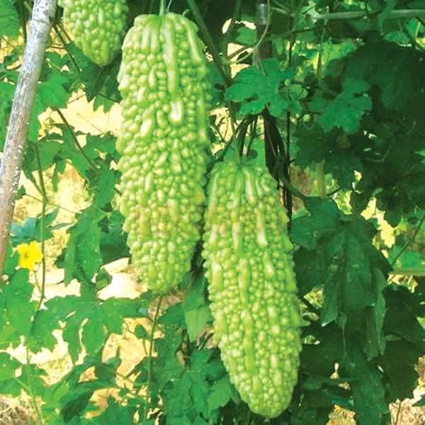 vegetables%20seeds%20package%20%7C%20hybrid%20seeds%20%7C%20%E0%B6%91%E0%B6%BD%E0%B7%80%E0%B7%85%E0%B7%94%20%E0%B6%B6%E0%B7%93%E0%B6%A2%20%7C%20%E0%B6%9C%E0%B7%99%E0%B7%80%E0%B6%AD%E0%B7%94%20%E0%B6%B6%E0%B7%93%E0%B6%A2%20-%20Image%202