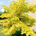 Golden legium plant - A Radiant addition to your garden. 