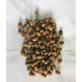 croton tiglium,Jamalghota 50gm(premium quality of A&AA store). 