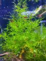 Guppy Grass / Naja grass aquatic plant, aquarium low tech plant decor. 