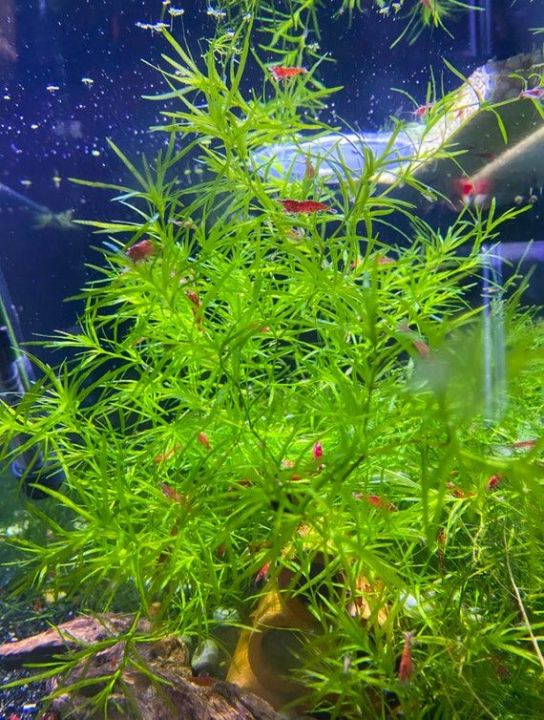 Guppy Grass / Naja grass aquatic plant, aquarium low tech plant decor