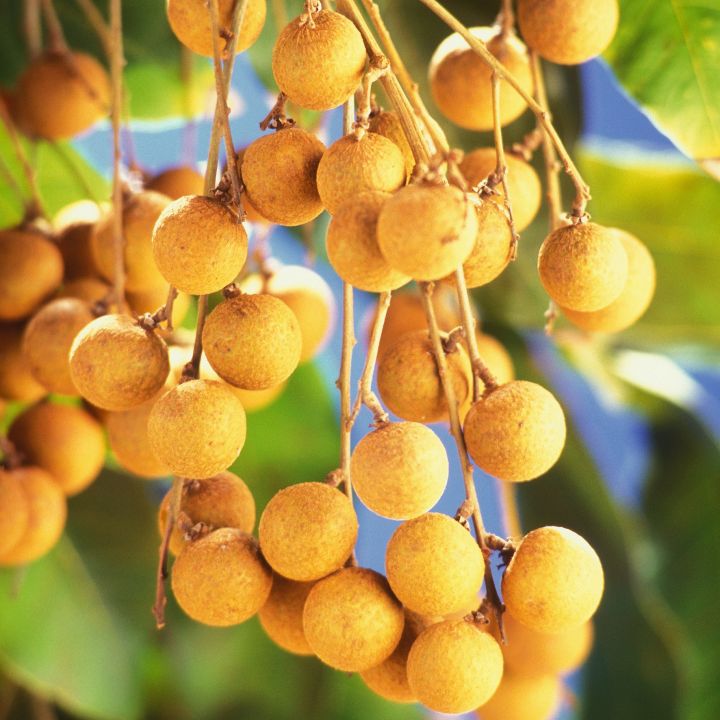 Mora%20plant%20dragons%20eye%20plant%20-%20Image%204