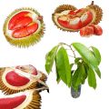 Rathu durian red durian very rare plant red king of fruits red banyuwangi durian plant. 