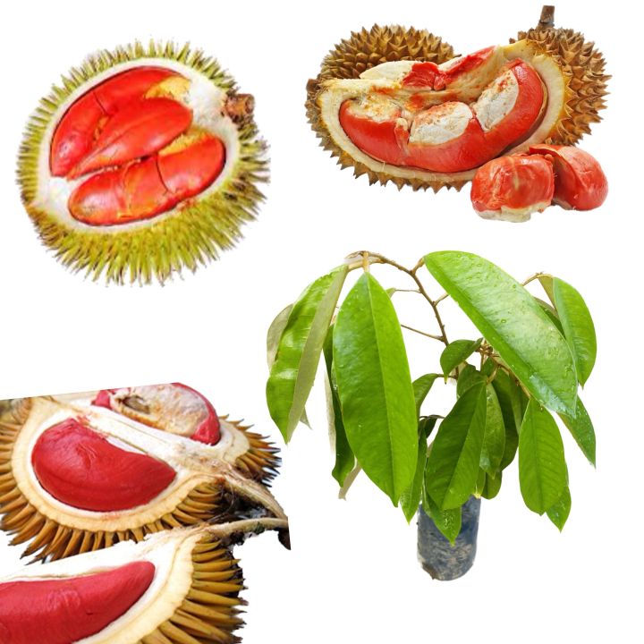Rathu%20durian%20red%20durian%20very%20rare%20plant%20red%20king%20of%20fruits%20red%20banyuwangi%20durian%20plant%20-%20Image%208