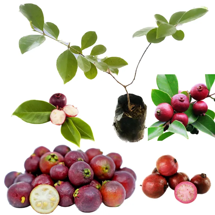 Strawberry%20Guava%20Cheena%20Pera%20podi%20Pera%20pala%20plant%20-%20Image%205