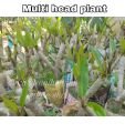 Kathgolap/Plumeria flower plant multi head outdoor plant 8-12 inch size with soil 1 piece. 