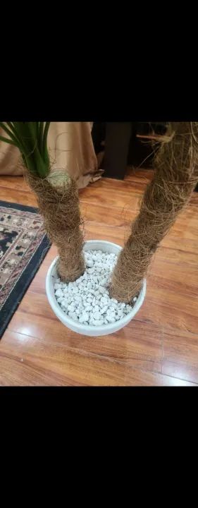 PUMICE%20STONE%20/10%20kg%20/%20FOR%20%F0%9F%8C%B5%20Cactus%20,%20succulent,%20drainage%20,%20lightweight%20concrete%20aggregate%20&%20bonsai%20soil%20mix%20-%20Image%209