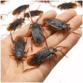 5-50Pcs Special Lifelike Model Simulation Fake Cock Cockroach Roach Bug Roaches Toy Prank Funny Trick Joke Simulation Toy.